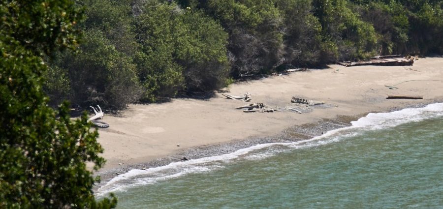 california-turns-to-ai-as-whale-deaths-spike