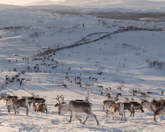 europe’s-green-energy-future-has-a-reindeer-problem