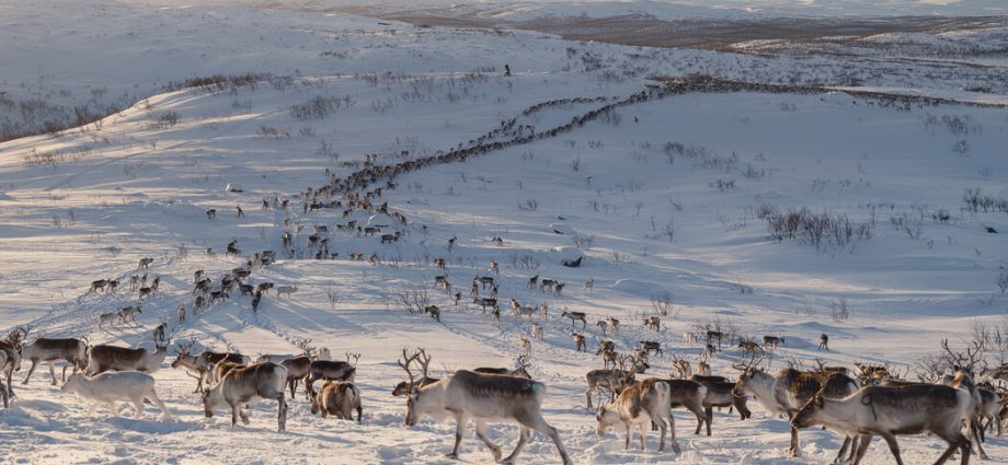 europe’s-green-energy-future-has-a-reindeer-problem