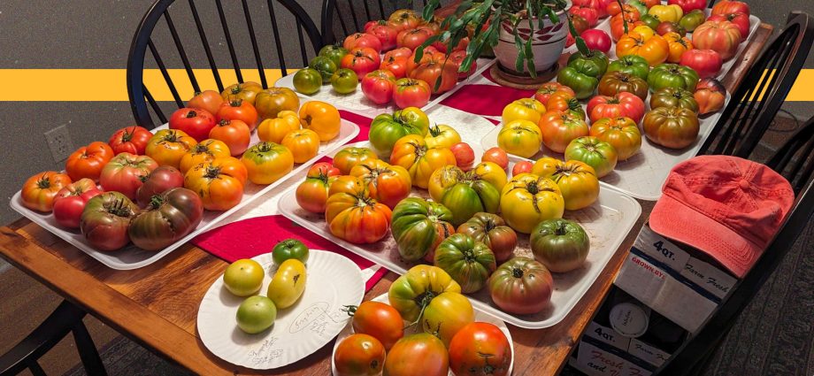 rotten-tomato-prices-put-a-squeeze-on-summer-meals