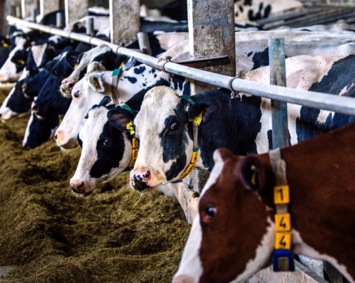 top-climate-scientists-accuse-the-livestock-industry-of-pushing-fuzzy-math-to-downplay-its-climate-warming-emissions