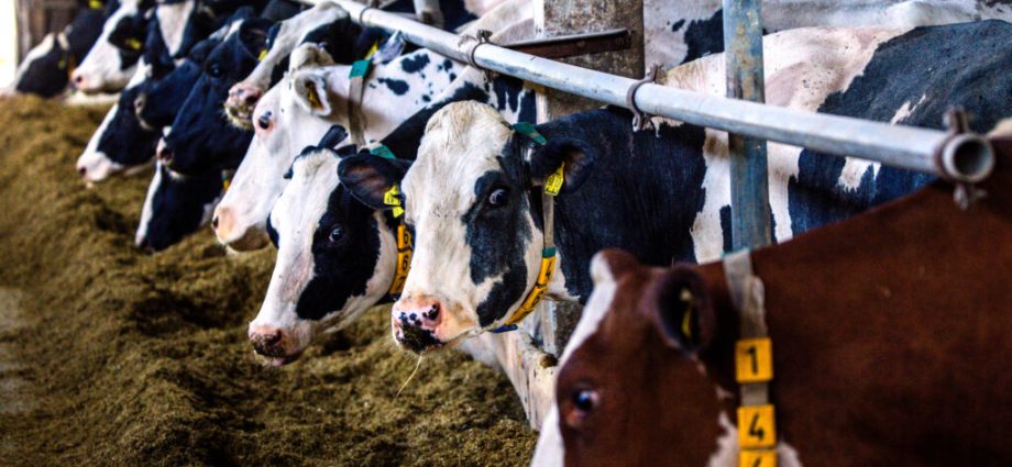 top-climate-scientists-accuse-the-livestock-industry-of-pushing-fuzzy-math-to-downplay-its-climate-warming-emissions
