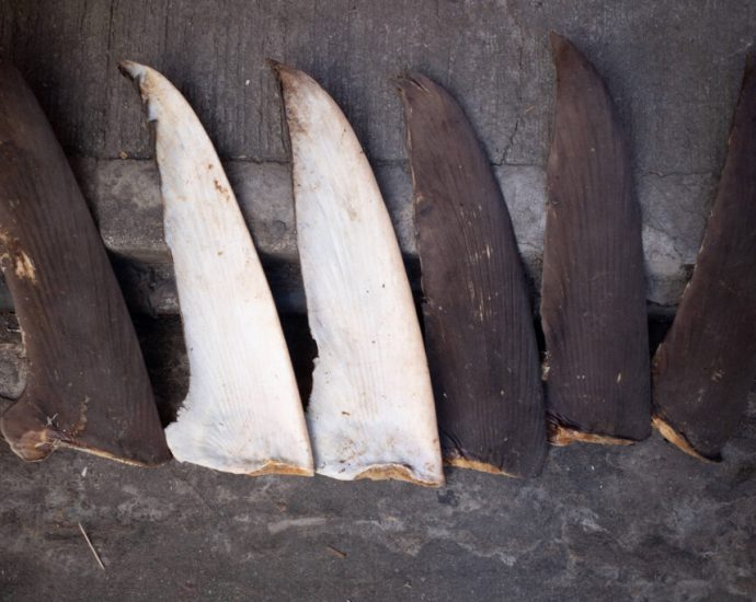 china’s-shark-finning-could-lead-to-us-seafood-sanctions
