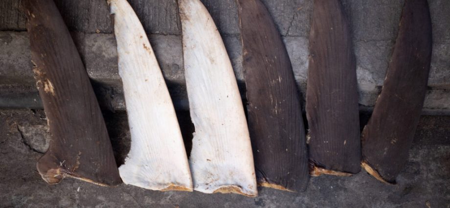 china’s-shark-finning-could-lead-to-us-seafood-sanctions