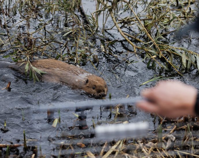 as-floods-get-worse,-britain-tries-a-new-solution:-beavers