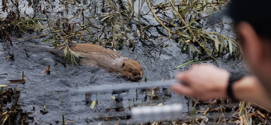 as-floods-get-worse,-britain-tries-a-new-solution:-beavers