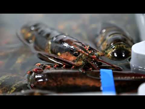 maine-lobstermen-squeezed-by-soaring-fuel-prices