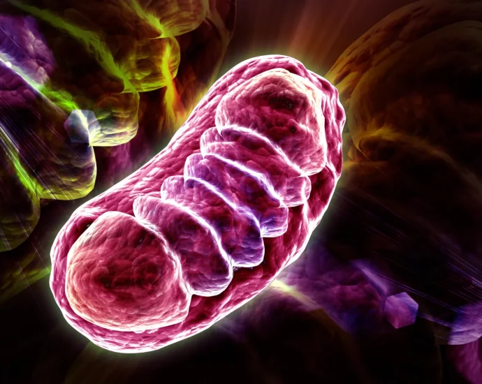 scientists-discover-the-nutrient-that-can-supercharge-cellular-energy