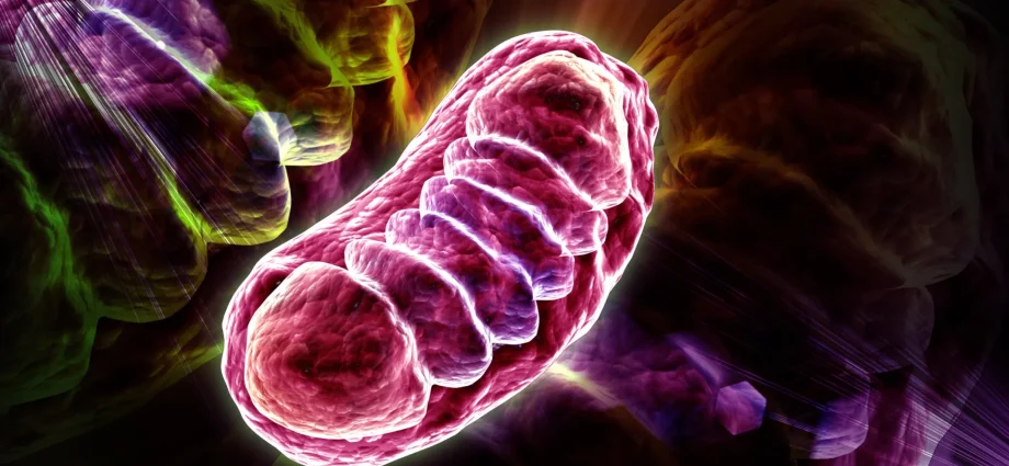 scientists-discover-the-nutrient-that-can-supercharge-cellular-energy