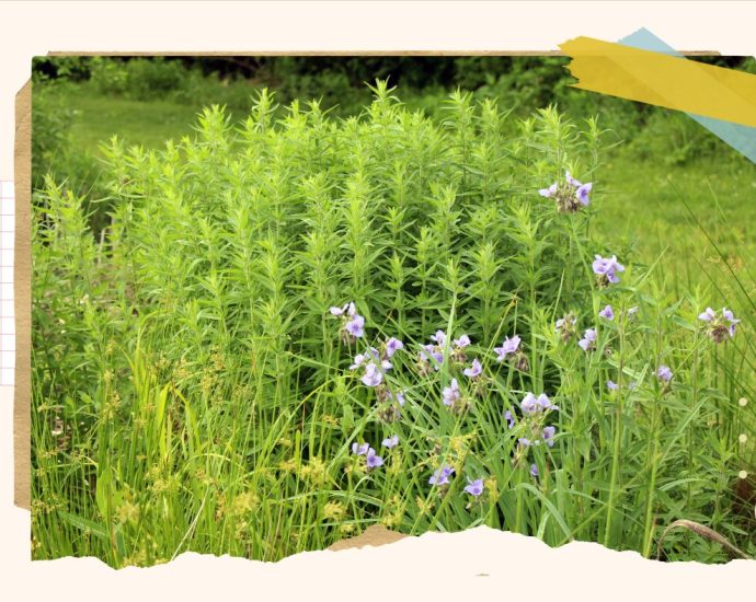 a-guide-to-converting-your-lawn-into-a-wildlife-friendly-garden