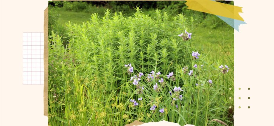a-guide-to-converting-your-lawn-into-a-wildlife-friendly-garden