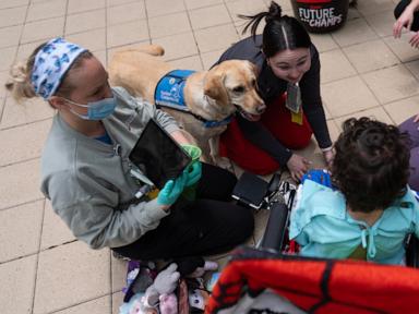 healing-with-a-wag-and-a-nuzzle,-meet-the-dogs-brightening-hospital-days,-in-photos