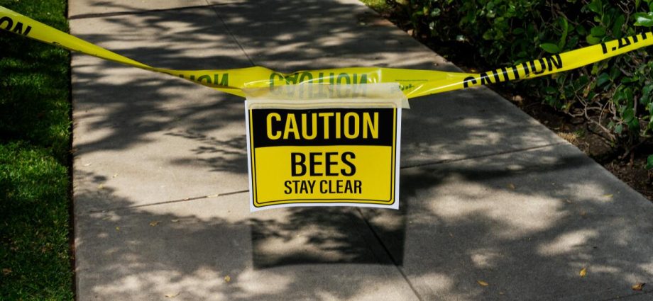 some-experts-say-they’ve-never-seen-bees-swarm-so-early-—-and-that’s-concerning