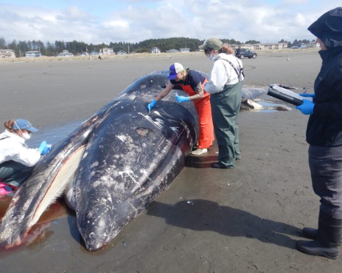 malnourished-gray-whales-of-the-eastern-north-pacific-are-in-‘serious-trouble’