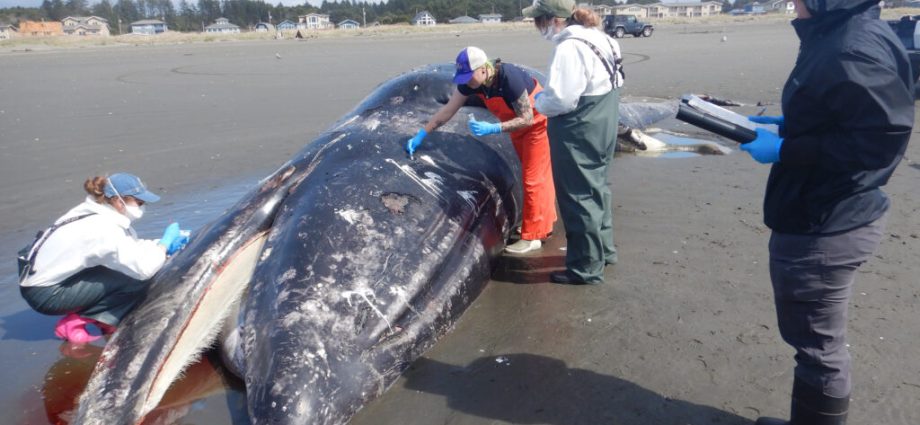 malnourished-gray-whales-of-the-eastern-north-pacific-are-in-‘serious-trouble’