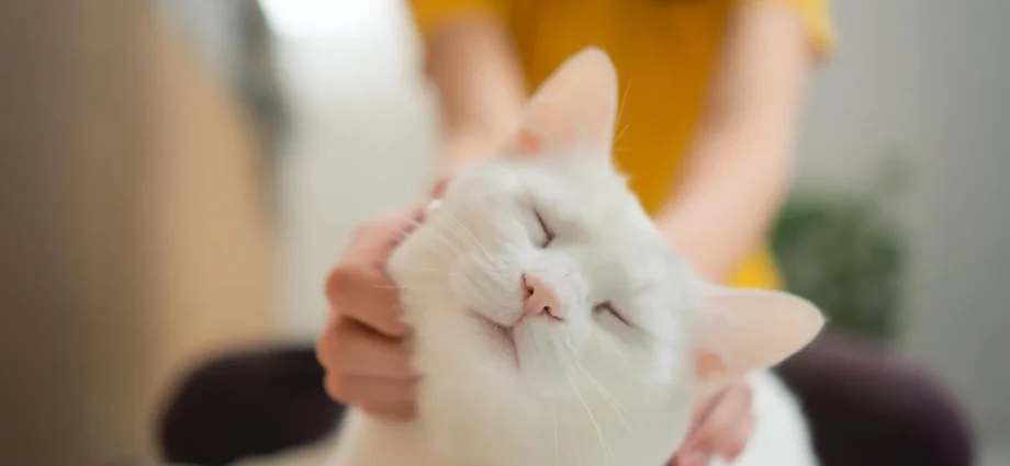 scientists-say-house-cats-could-help-unlock-new-cancer-treatments-for-humans