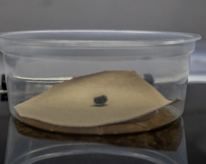a-very-lonely-caterpillar,-possibly-the-last-of-its-kind,-has-died