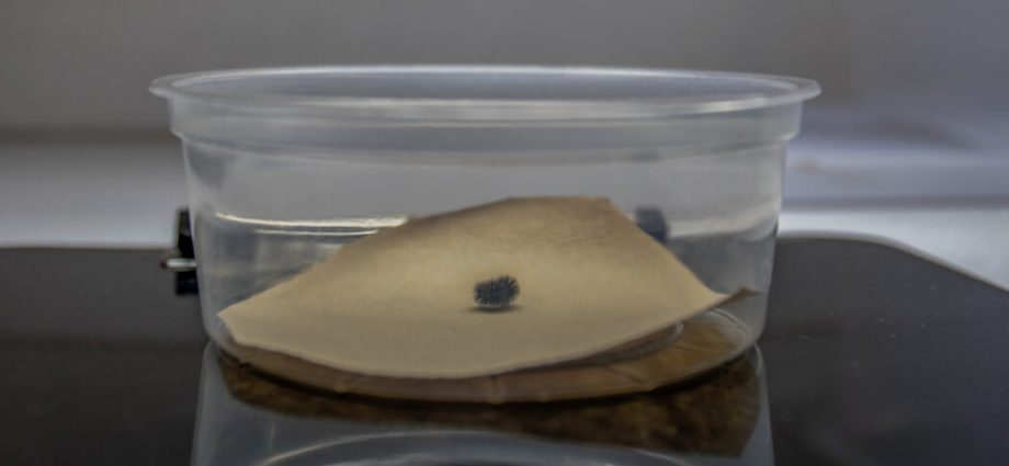 a-very-lonely-caterpillar,-possibly-the-last-of-its-kind,-has-died