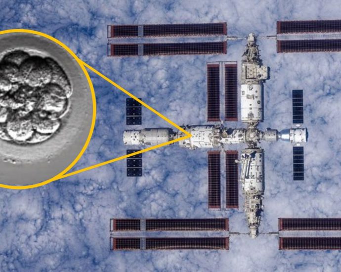 China launches ‘human artificial embryos’ to space in bid to see whether reproduction is possible off-world
