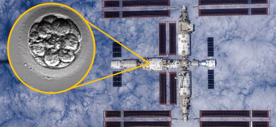 China launches ‘human artificial embryos’ to space in bid to see whether reproduction is possible off-world