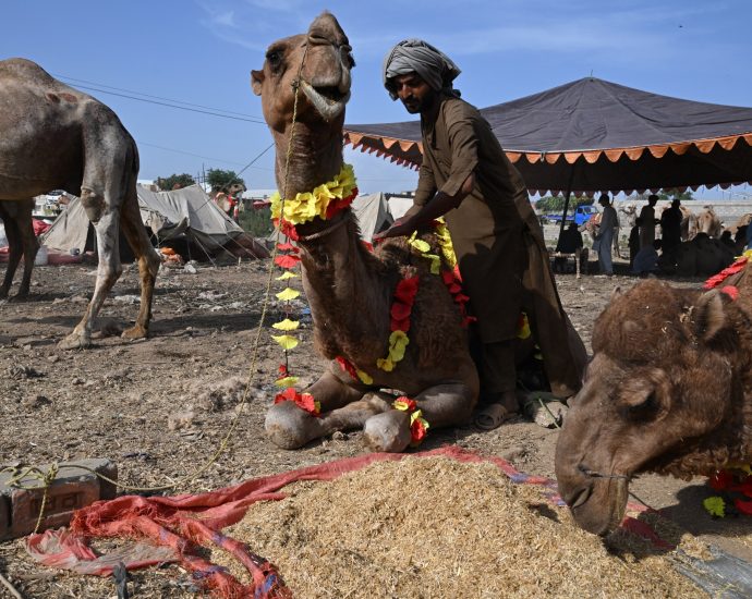 pakistan’s-eid-livestock-traders-losing-as-war-on-iran-pushes-up-prices