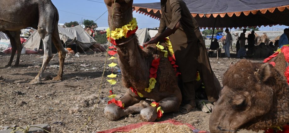 pakistan’s-eid-livestock-traders-losing-as-war-on-iran-pushes-up-prices