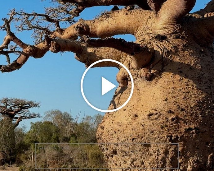 oldest-baobab-tree-in-madagascar-is-dying,-experts-say
