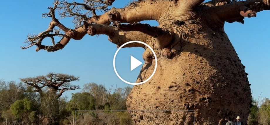 oldest-baobab-tree-in-madagascar-is-dying,-experts-say