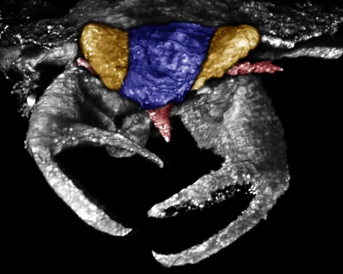 100-million-year-old-bug-had-crab-like-claws-unlike-any-known-insect