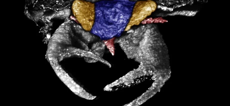 100-million-year-old-bug-had-crab-like-claws-unlike-any-known-insect
