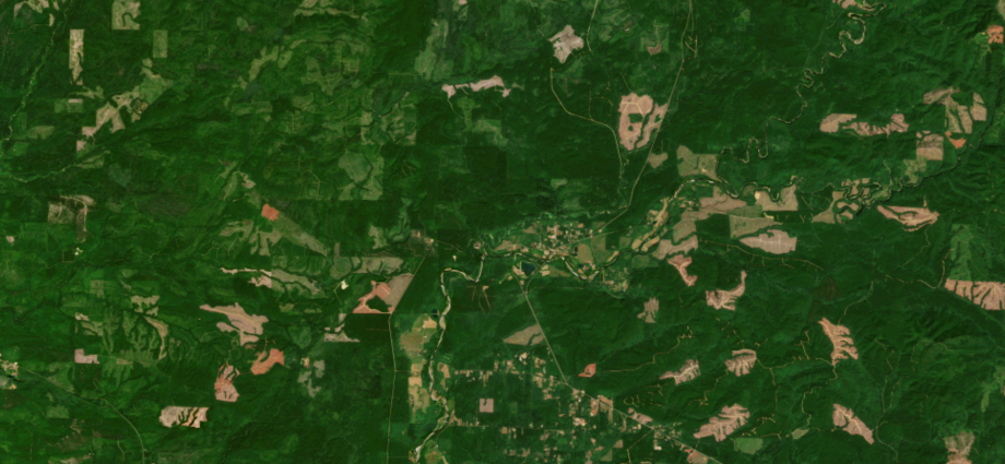 three-ways-that-a-new-land-monitoring-system-is-transforming-how-we-manage-forests