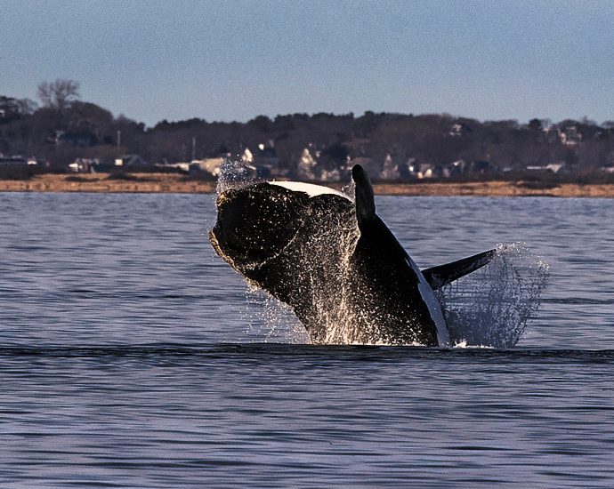 a-bit-of-good-news-for-right-whales
