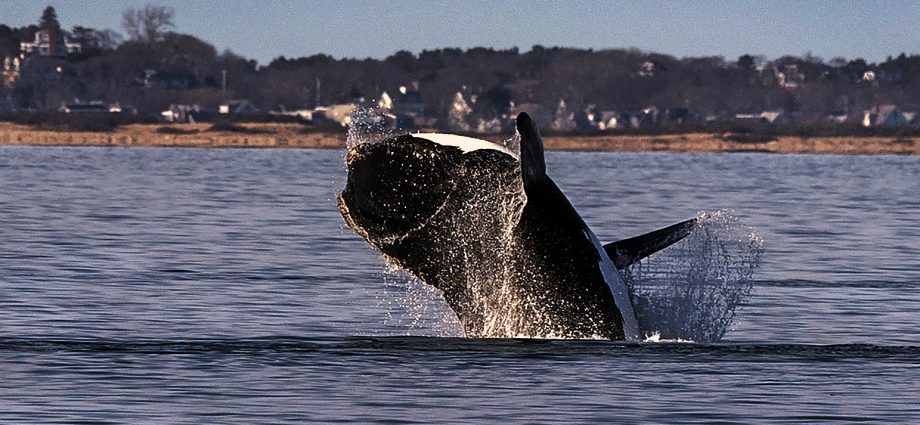 a-bit-of-good-news-for-right-whales