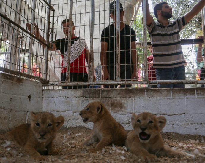 on-the-coast-of-gaza,-a-zoo-reopens-its-doors