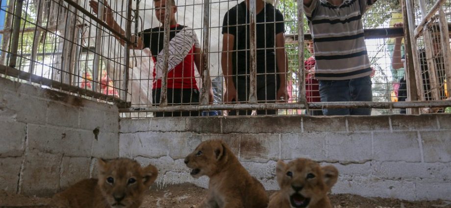 on-the-coast-of-gaza,-a-zoo-reopens-its-doors