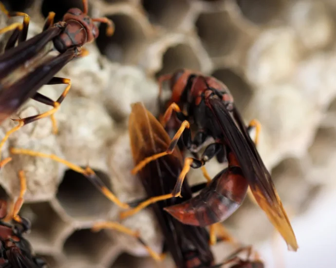 queenless-wasp-colonies-explode-into-chaos-but-hidden-helpers-save-them