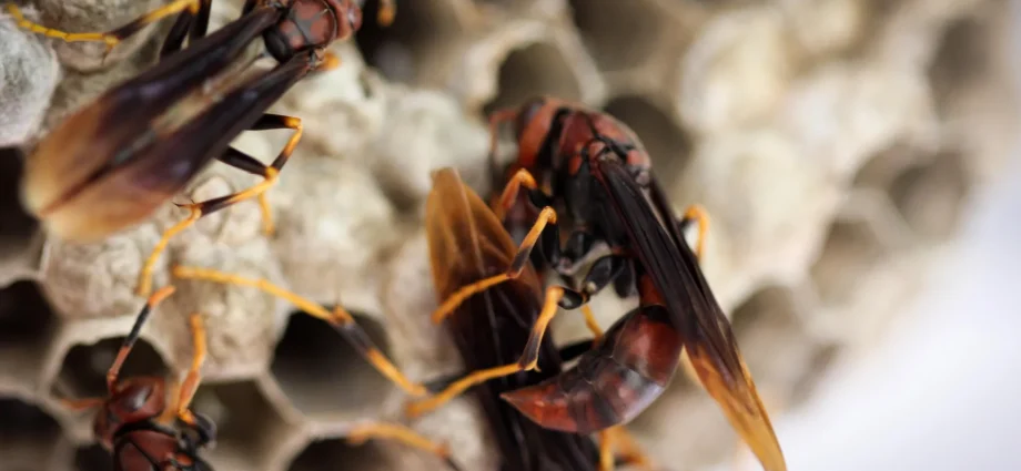queenless-wasp-colonies-explode-into-chaos-but-hidden-helpers-save-them