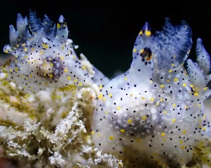 tiny-“sesame”-sea-slug-discovered-in-taiwan-turns-out-to-be-a-new-species
