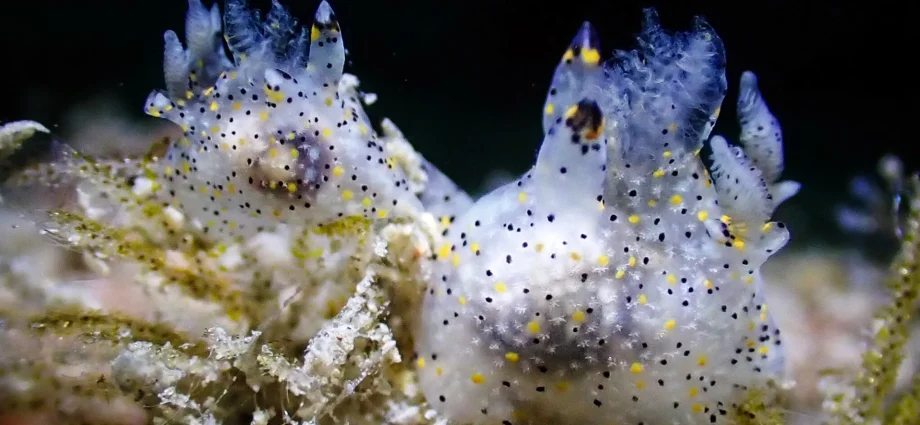 tiny-“sesame”-sea-slug-discovered-in-taiwan-turns-out-to-be-a-new-species