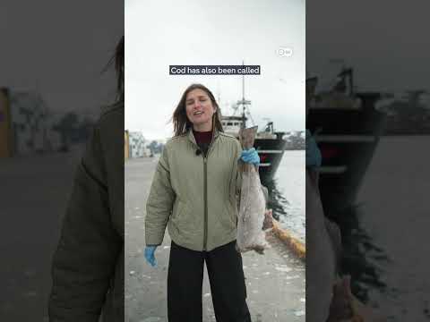 hooked-on-cod:-why-norway’s-collaboration-with-russia-is-a-security-threat-for-europe-|-dw-news