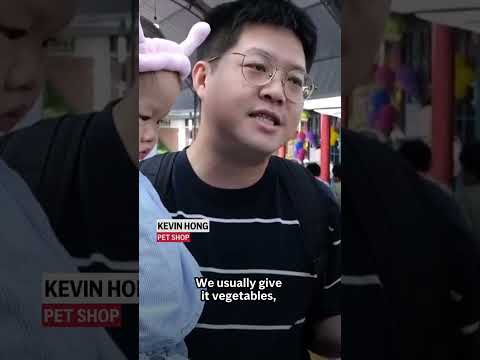 what’s-the-hurry?-snail-race-promotes-a-slower-pace-of-life-in-remote-taiwanese-town