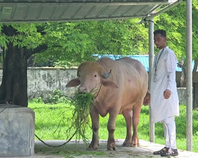 ‘traitor-47’-buffalo-in-bangladesh-will-be-spared-sacrifice
