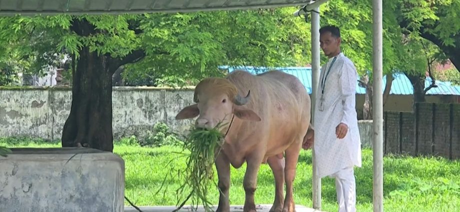 ‘traitor-47’-buffalo-in-bangladesh-will-be-spared-sacrifice