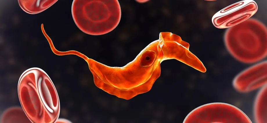 scientists-discover-ancient-single-celled-ancestors-still-live-on-in-your-blood