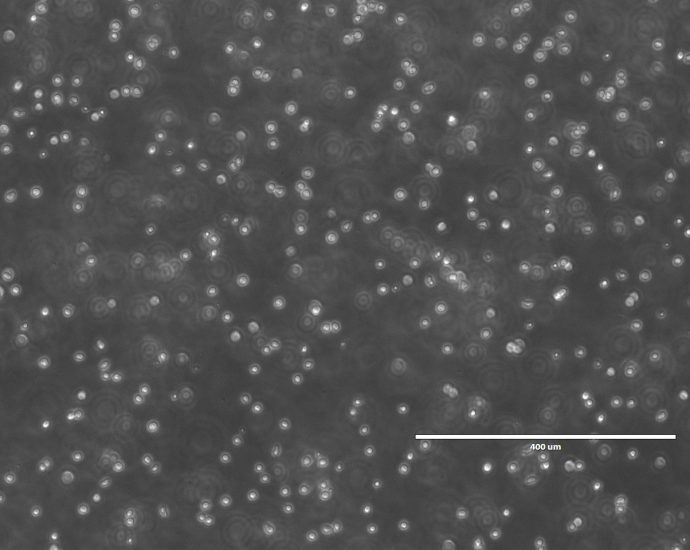growing-stem-cells-in-space-to-improve-cancer-and-disease-treatments