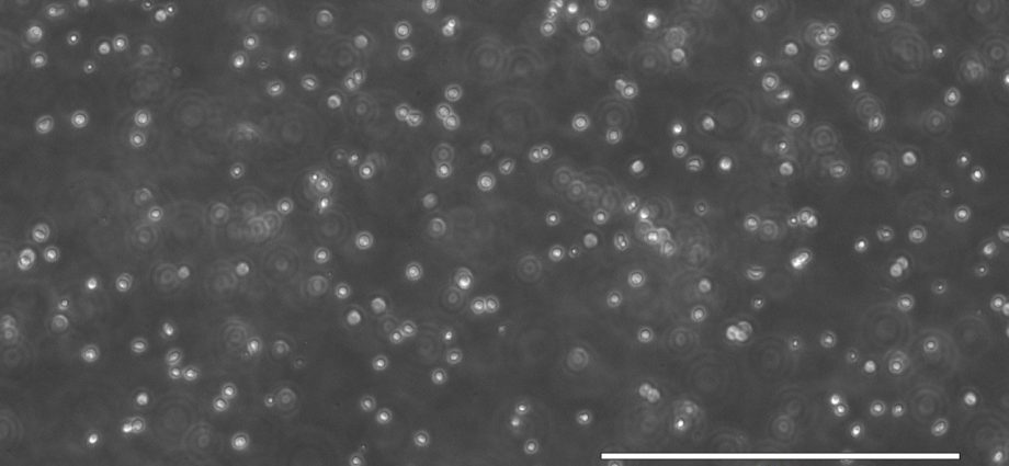 growing-stem-cells-in-space-to-improve-cancer-and-disease-treatments