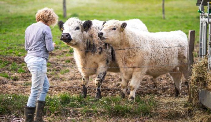 Cows Can Recognize Familiar Human Faces, New Study Finds
