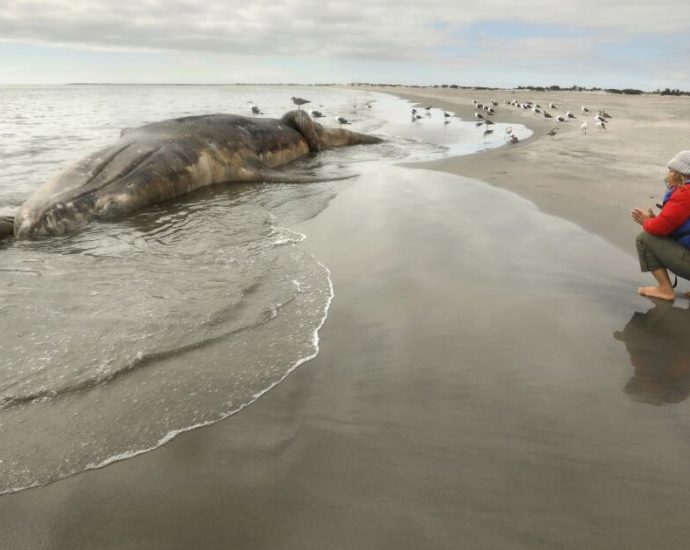 the-latest-on-our-gray-whales