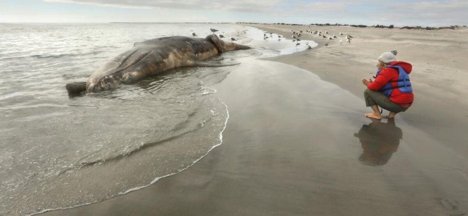 the-latest-on-our-gray-whales