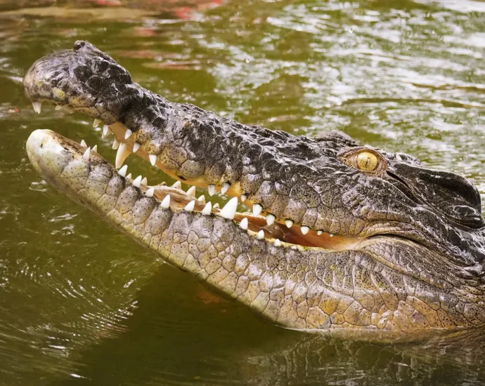 dna-solves-250-year-old-mystery-of-the-seychelles’-lost-crocodiles